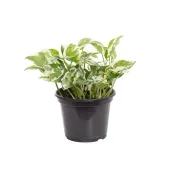 Jibóia Njoy Planta Natural Pote 15
